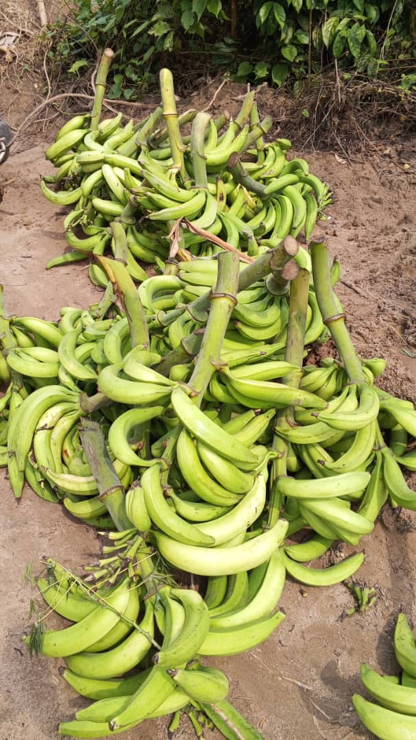 Farm image 5