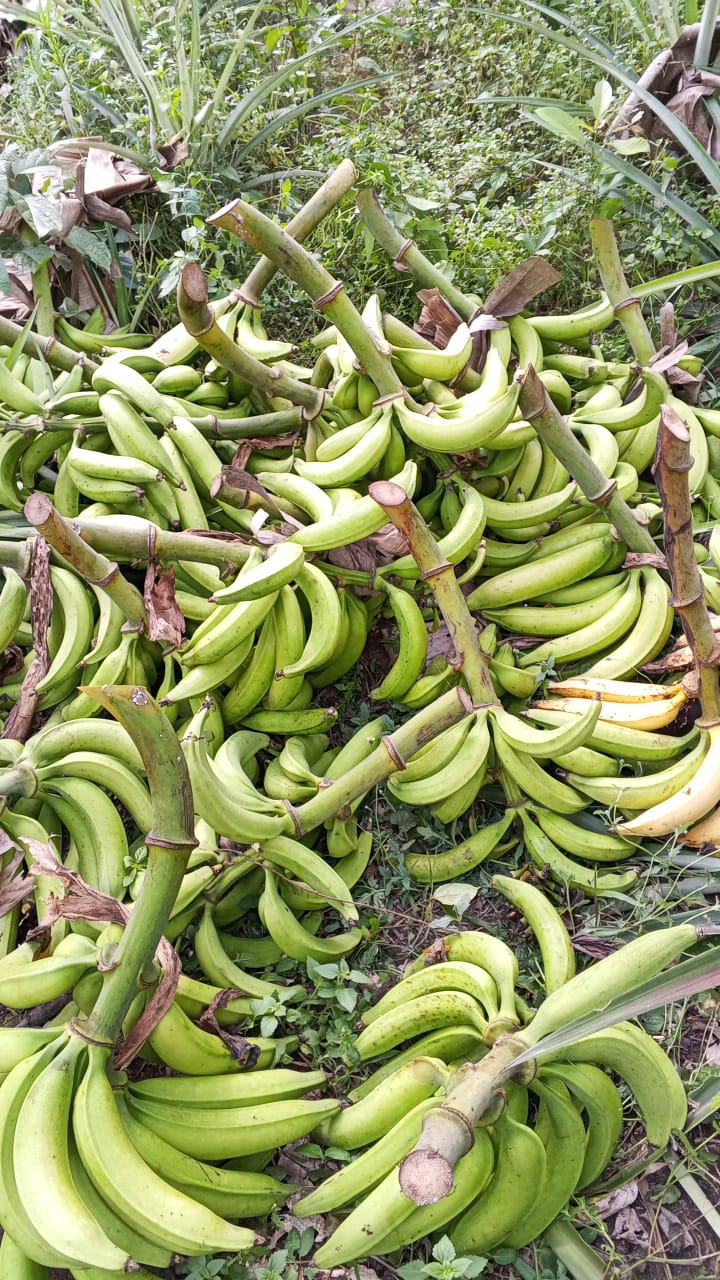 Farm image 6