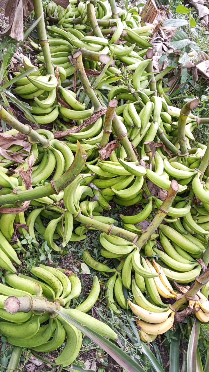 Farm image 7