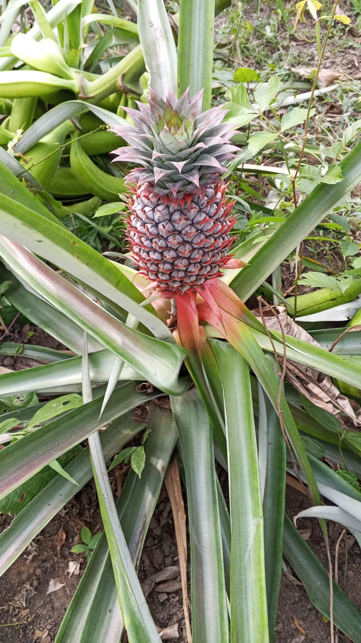 Farm image 8