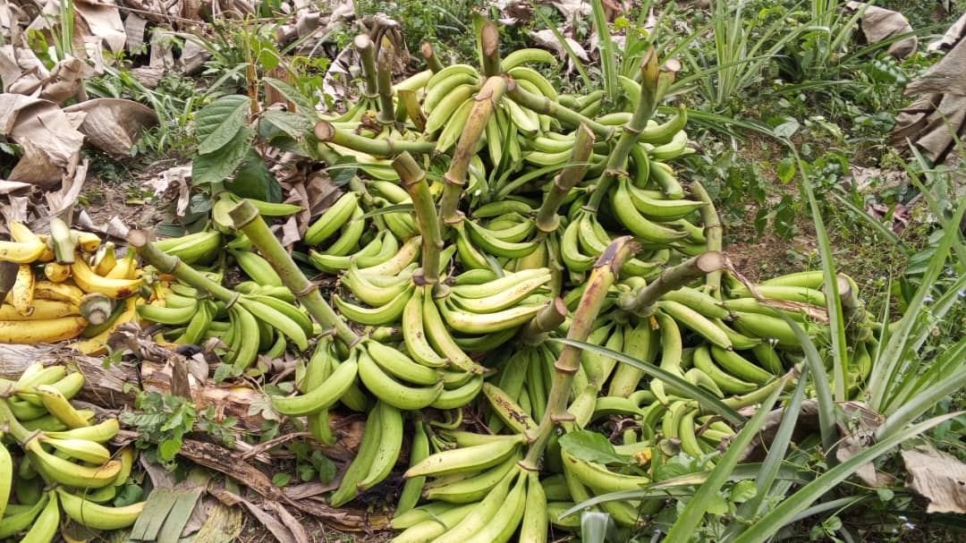 Farm image 10