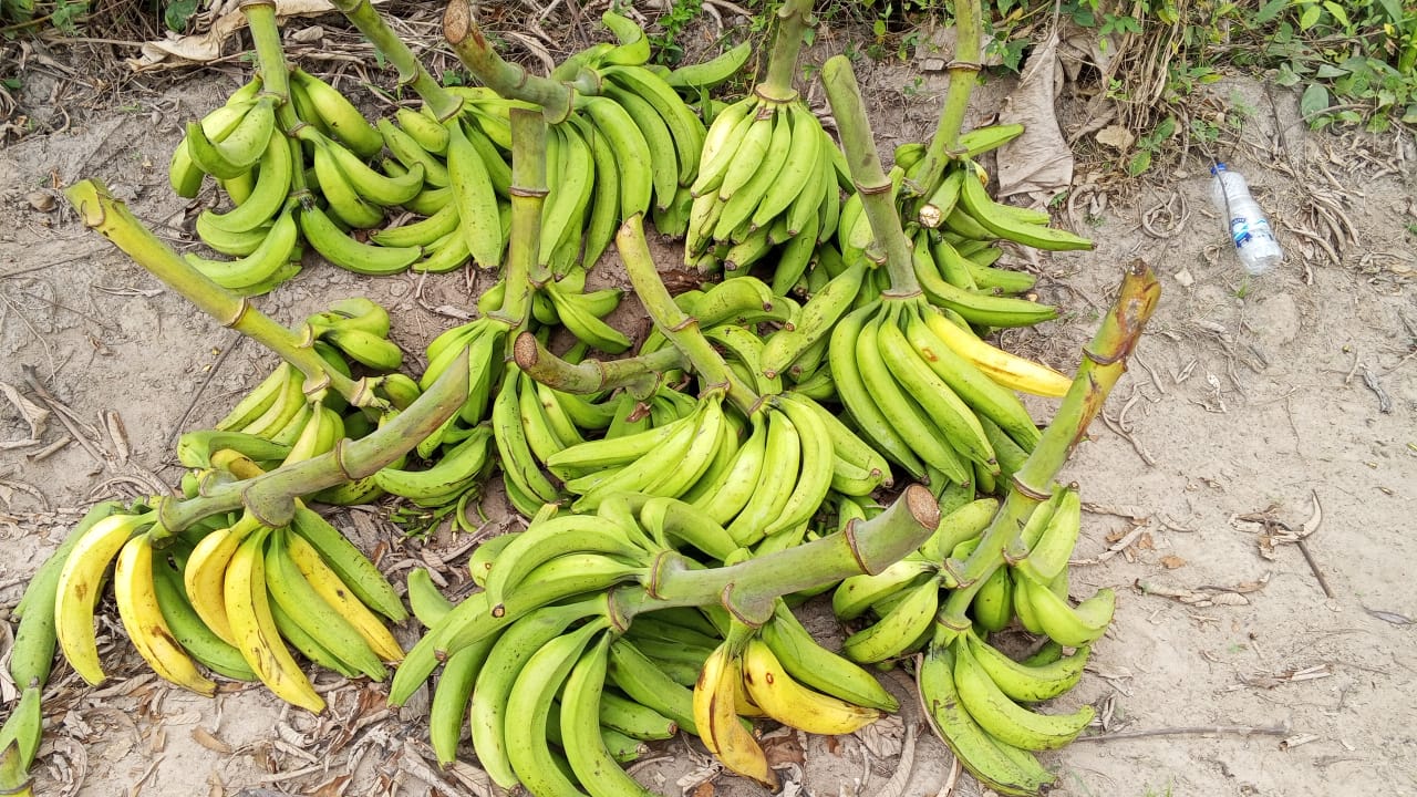 Farm image 17