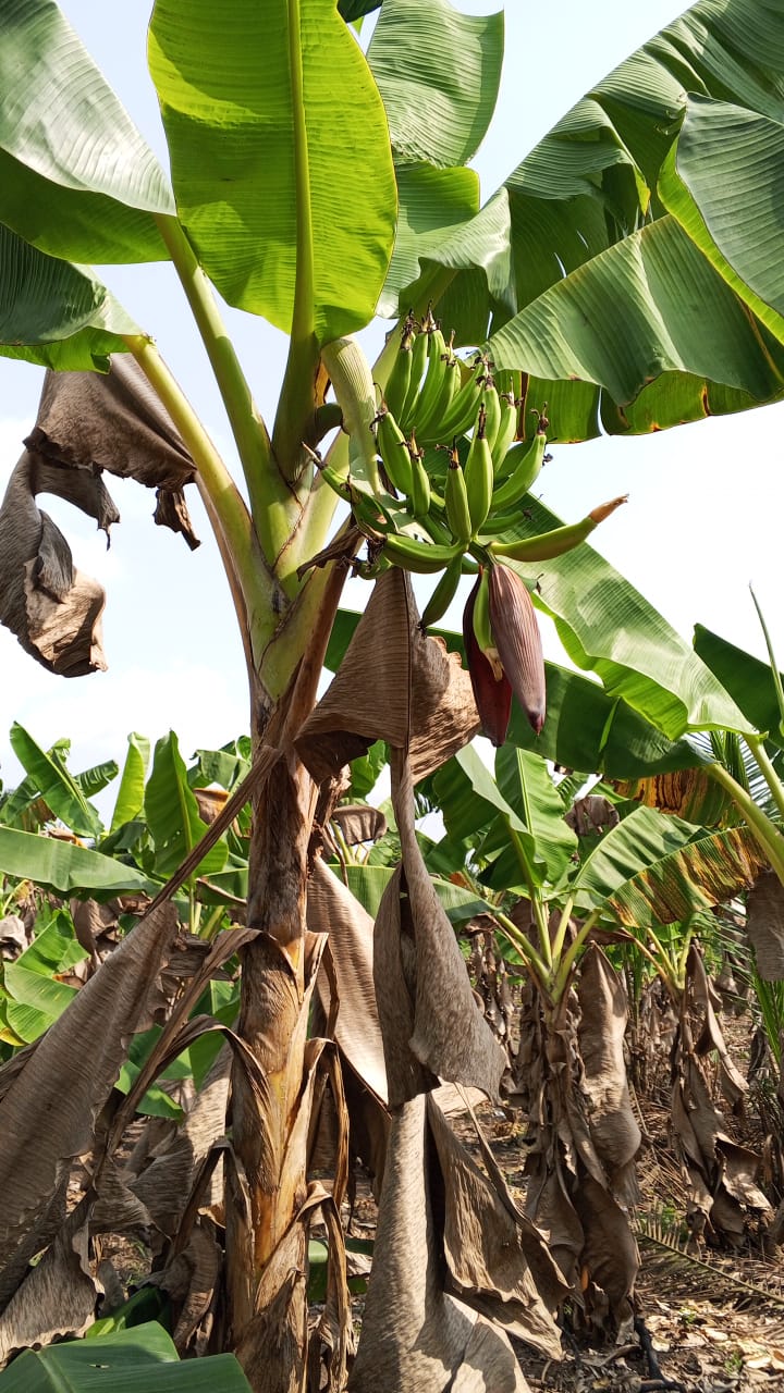 Farm image 21