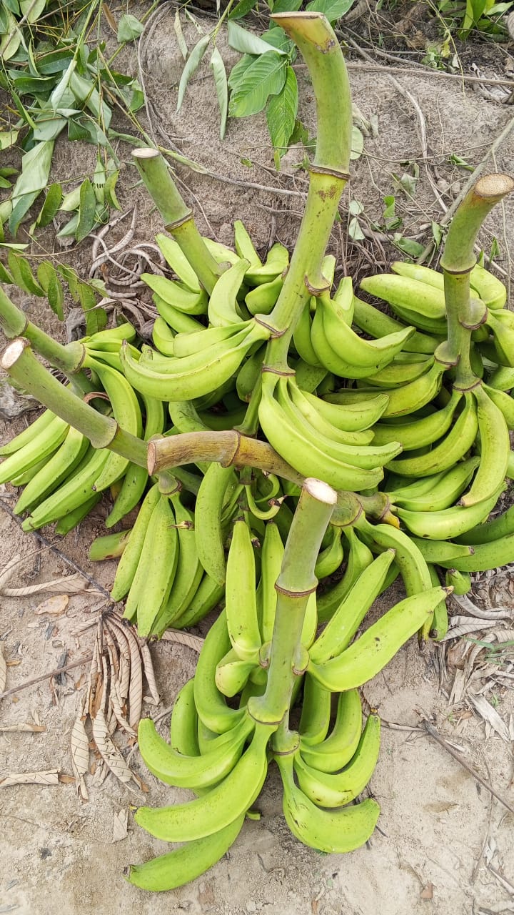Farm image 22