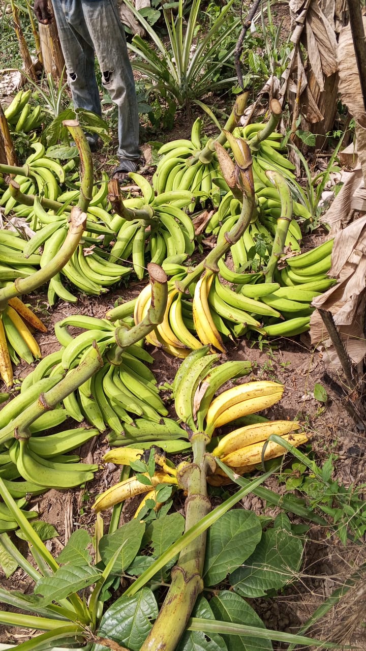 Farm image 24