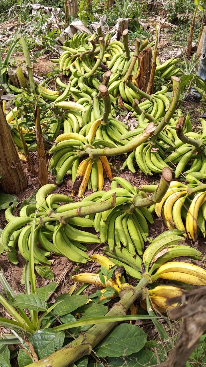 Farm image 25
