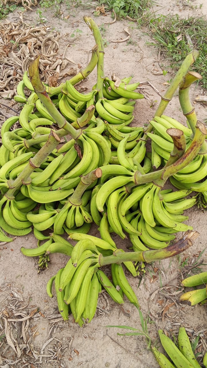 Farm image 26