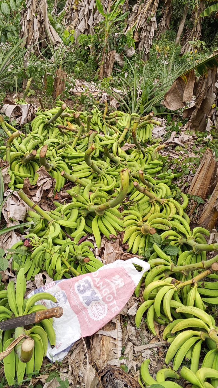 Farm image 27