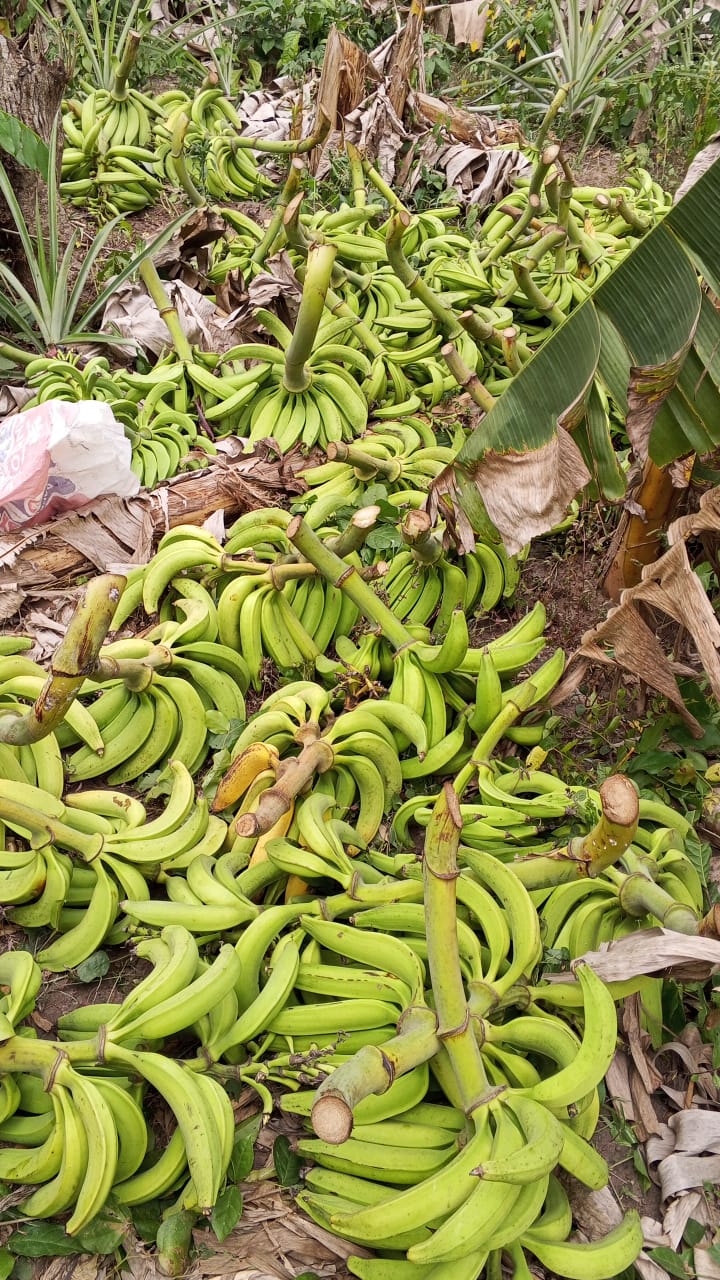 Farm image 28