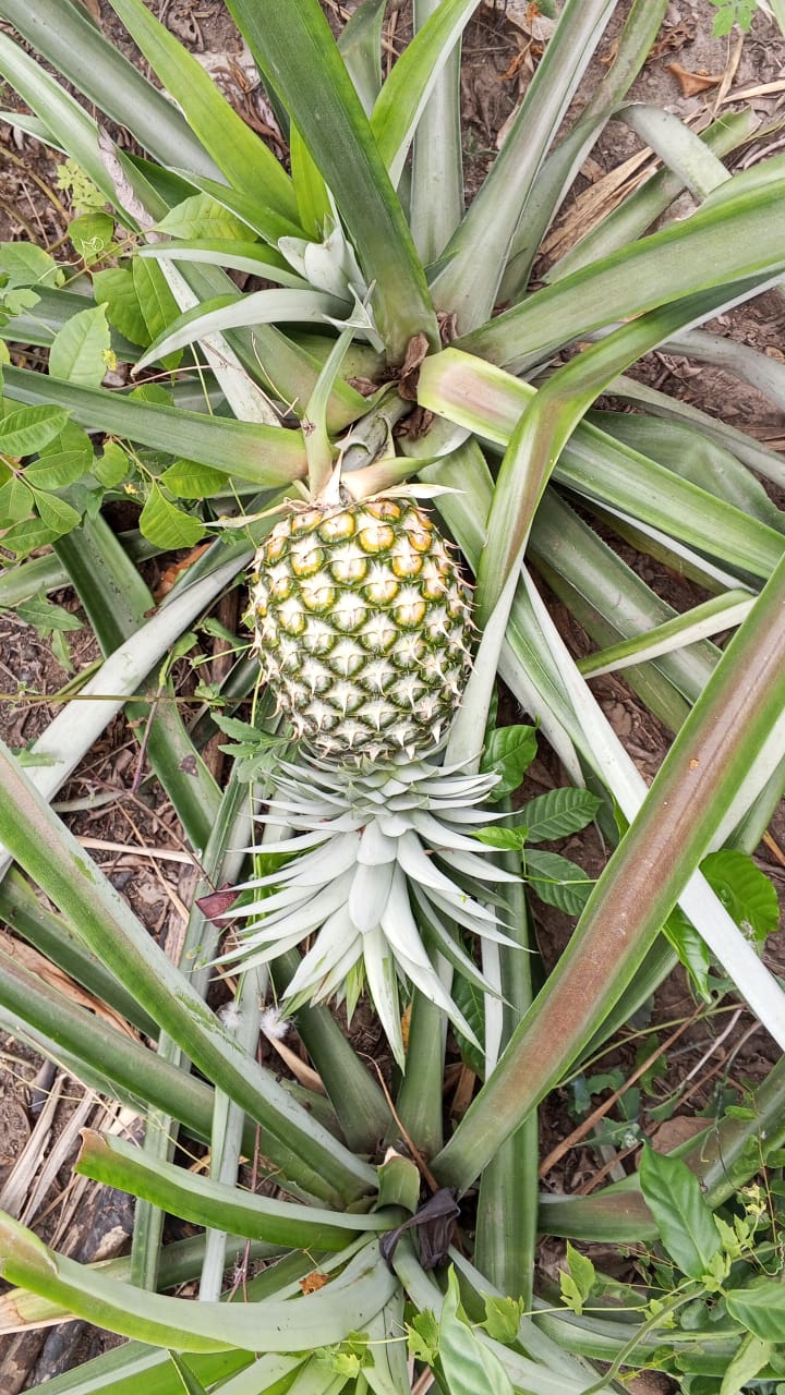 Farm image 29