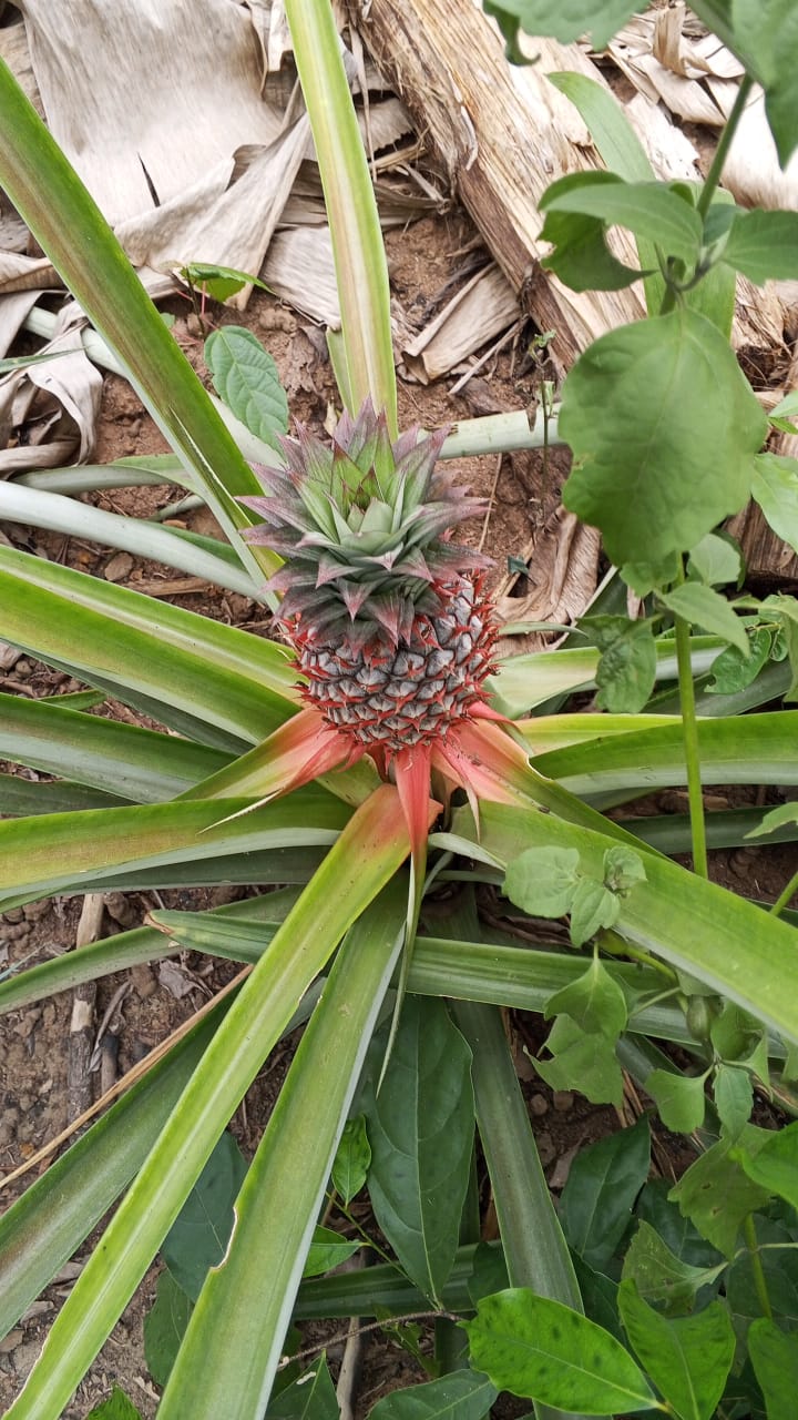 Farm image 30