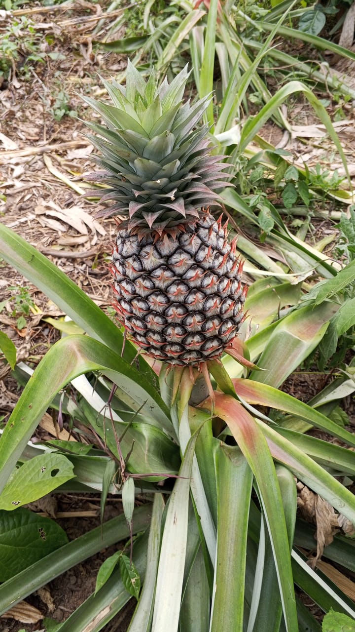 Farm image 31