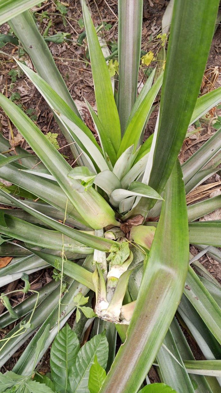 Farm image 32