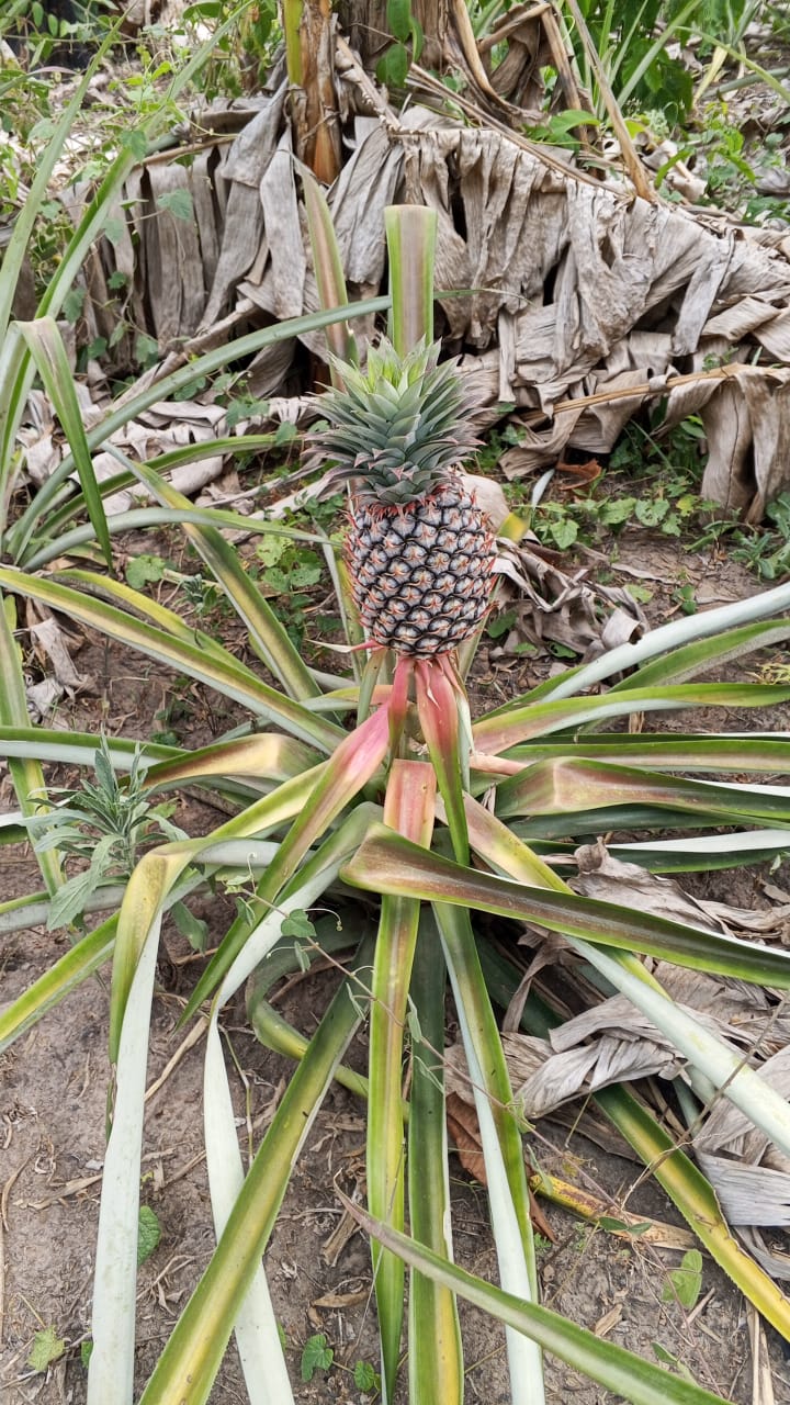 Farm image 36