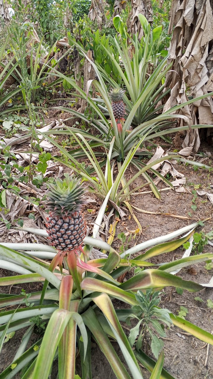 Farm image 37