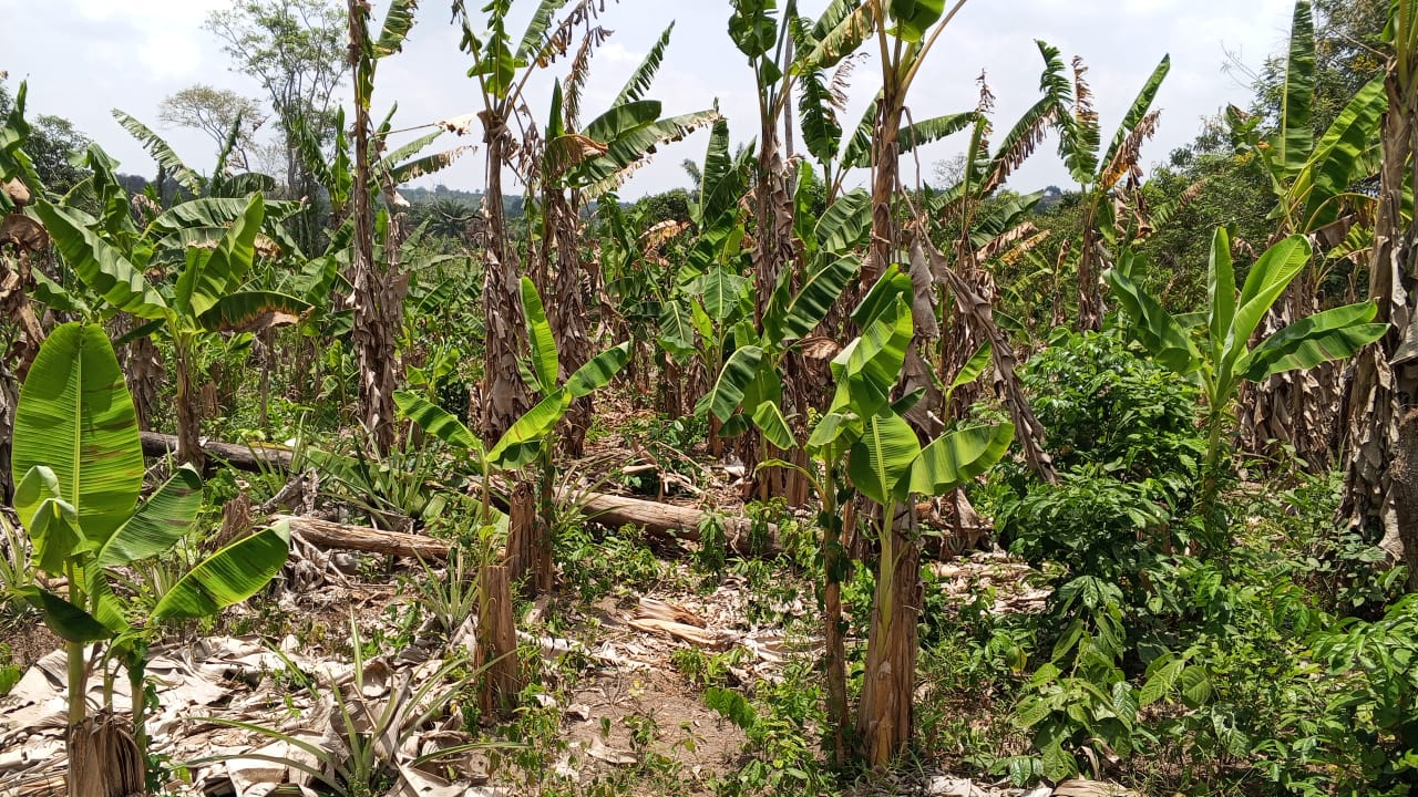 Farm image 38