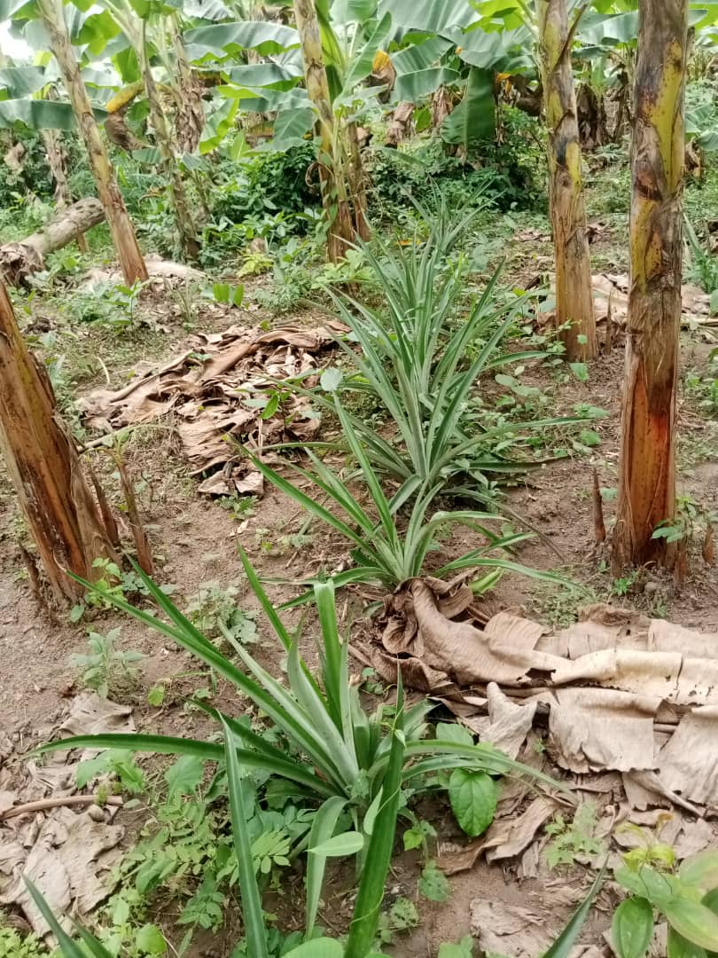 Farm image 48