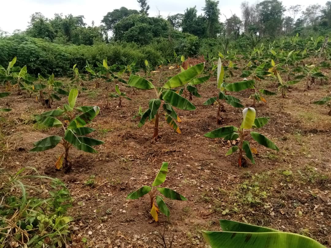 Farm image 49