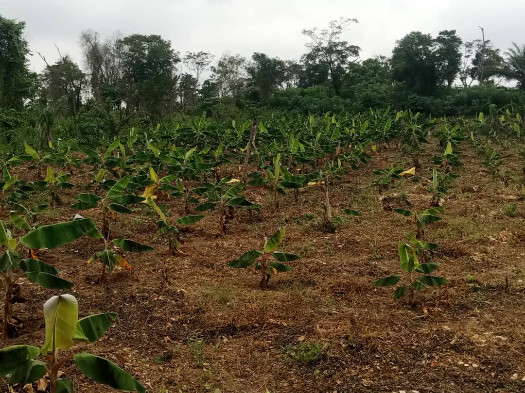 Farm image 50