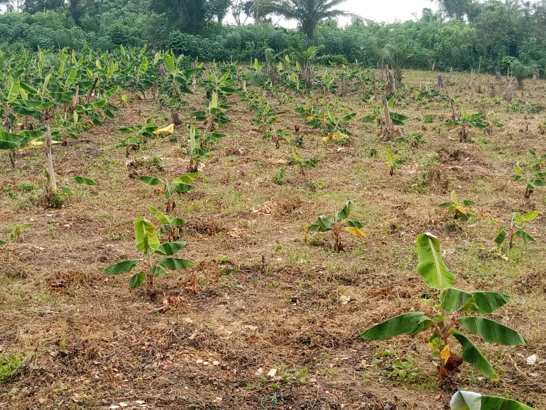 Farm image 51