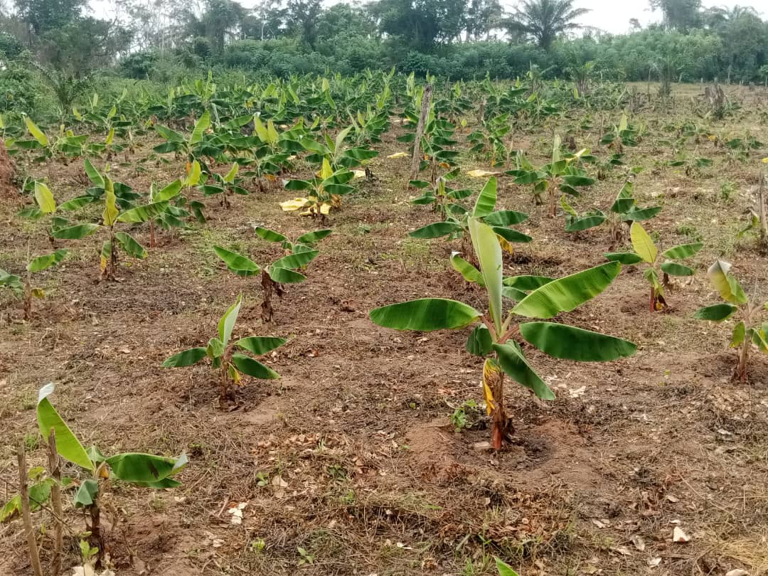 Farm image 53