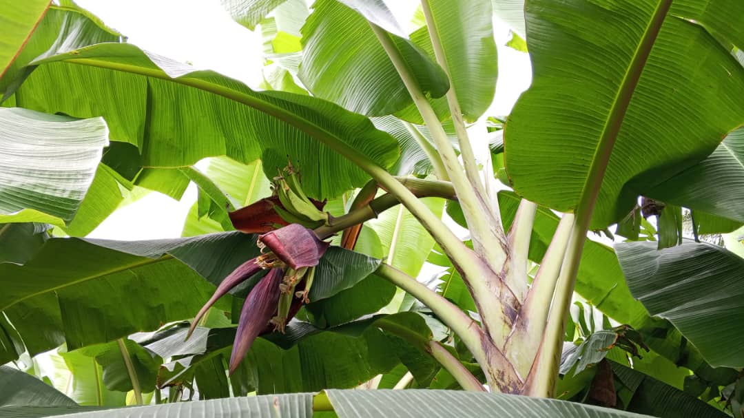 Farm image 58