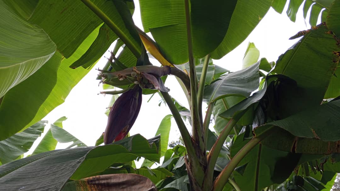 Farm image 59