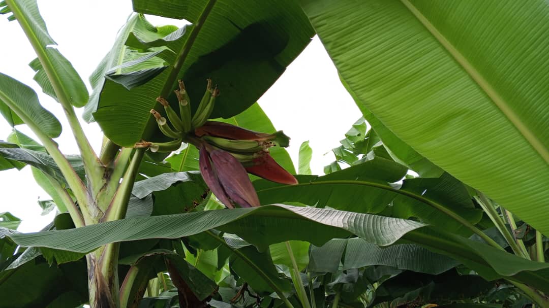 Farm image 60