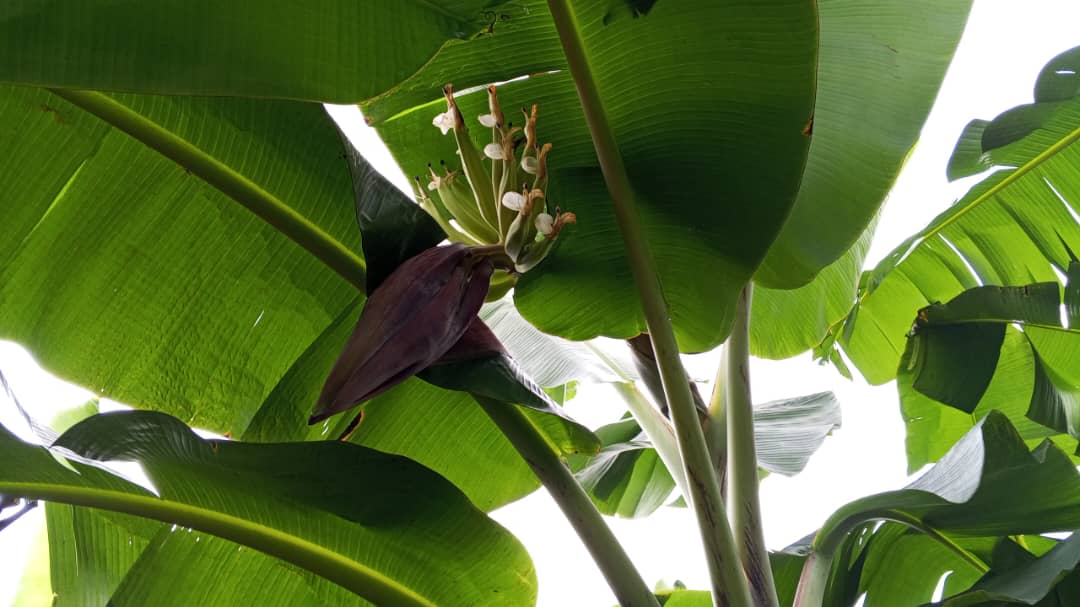 Farm image 61