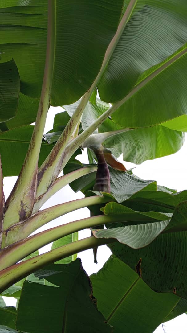 Farm image 62