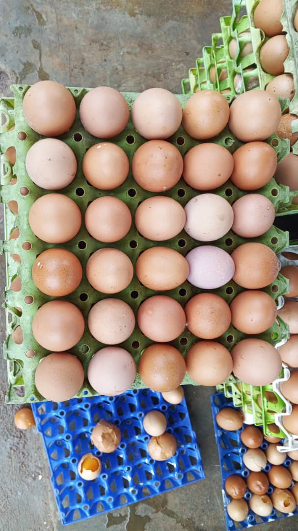Farm image 64