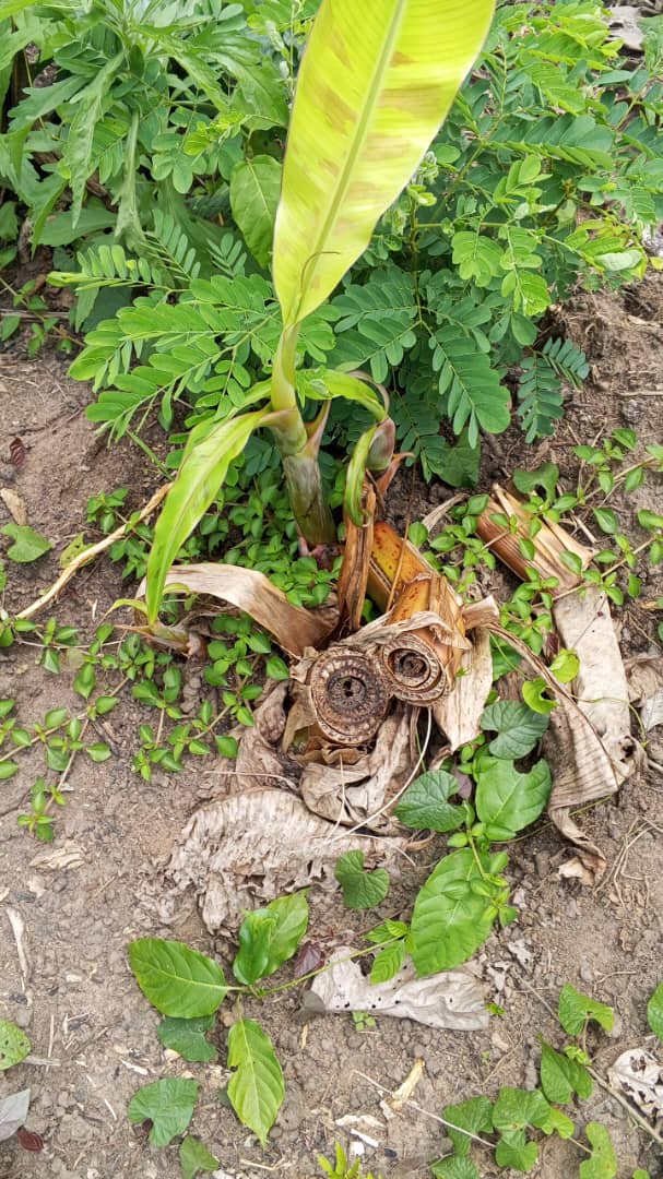 Farm image 69