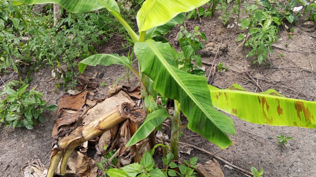 Farm image 71