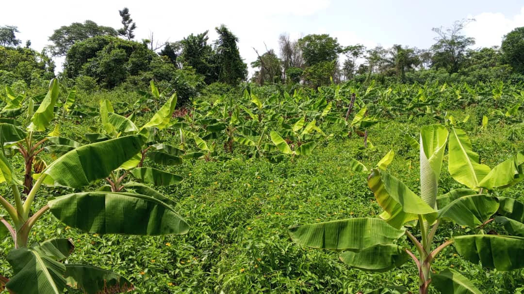 Farm image 72