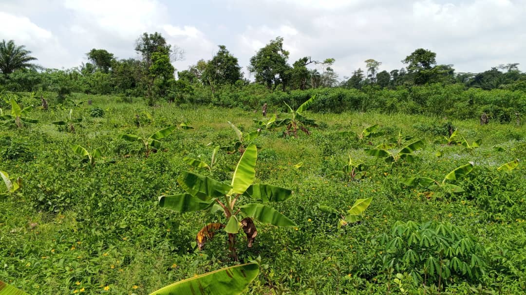 Farm image 73