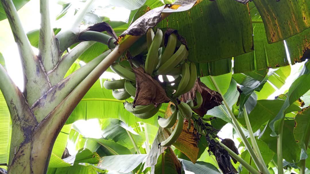Farm image 76