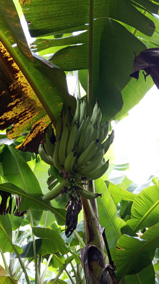 Farm image 77