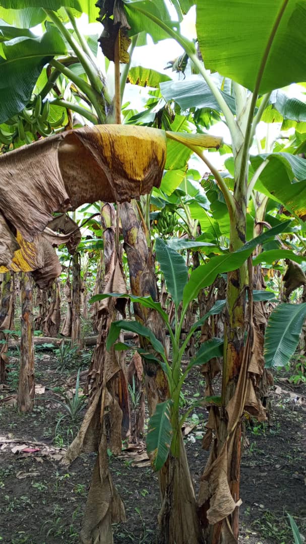 Farm image 78