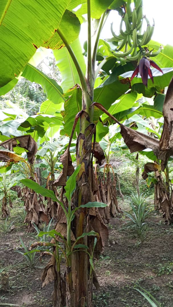 Farm image 79