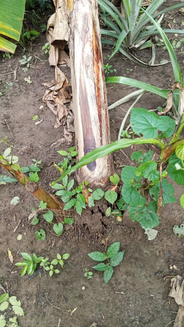 Farm image 80