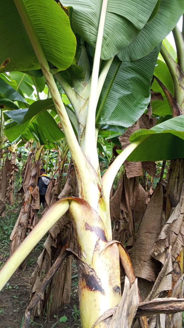 Farm image 81