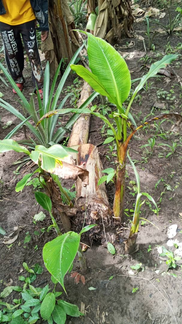 Farm image 82