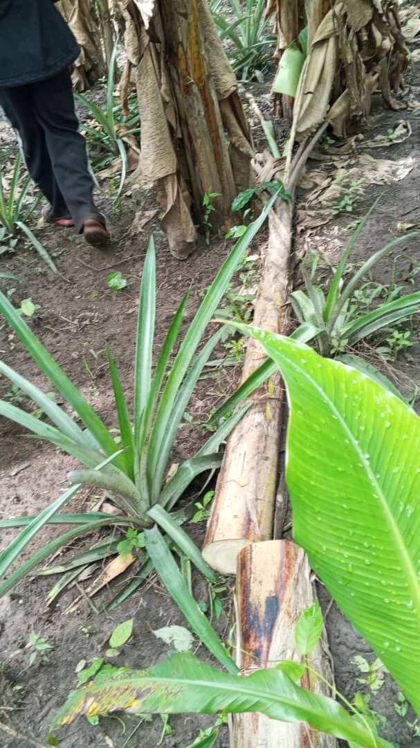 Farm image 83