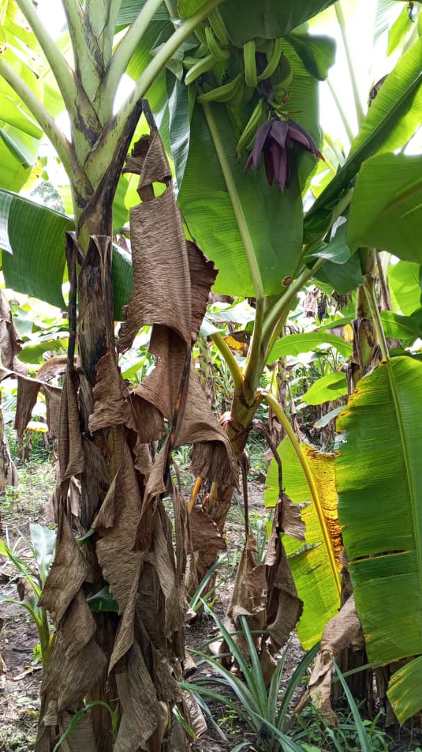 Farm image 84