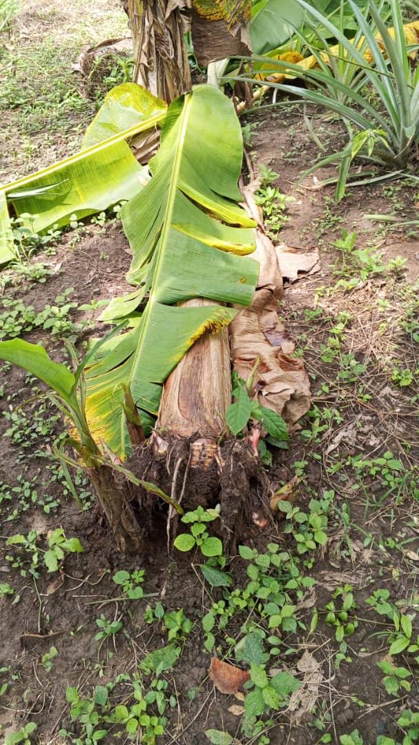 Farm image 86