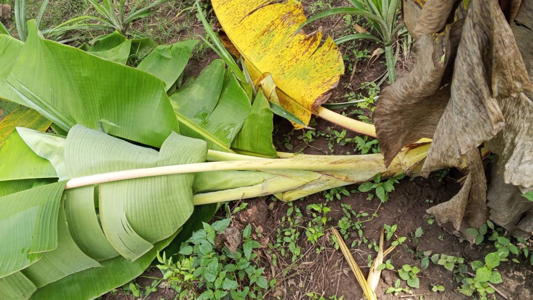 Farm image 87