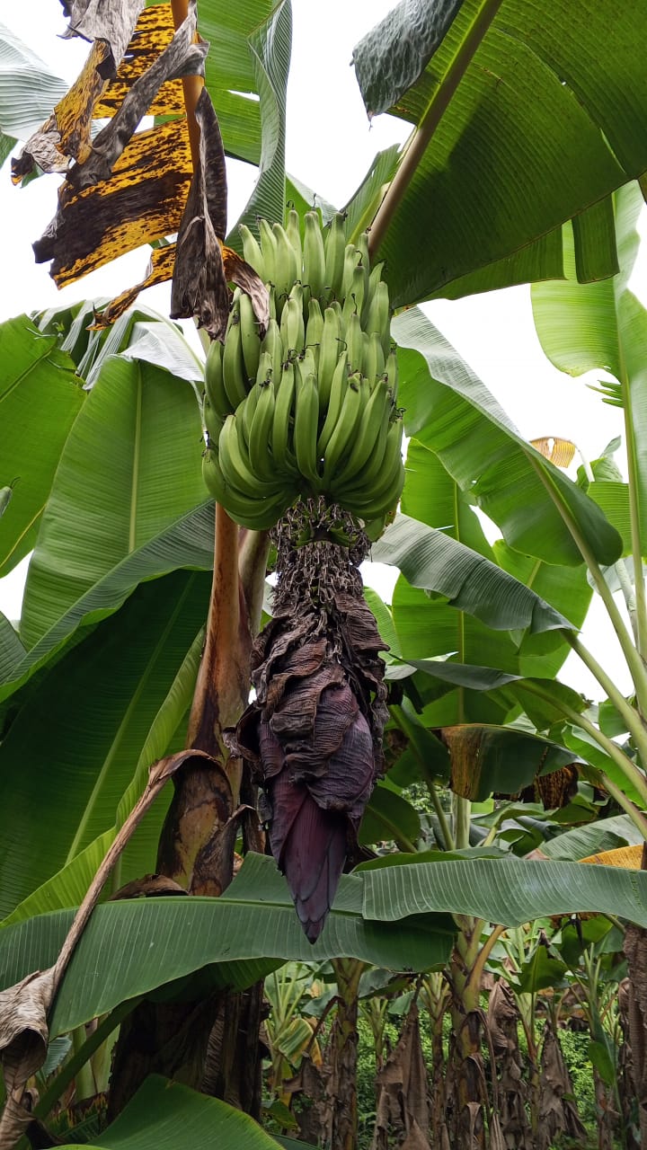 Farm image 93